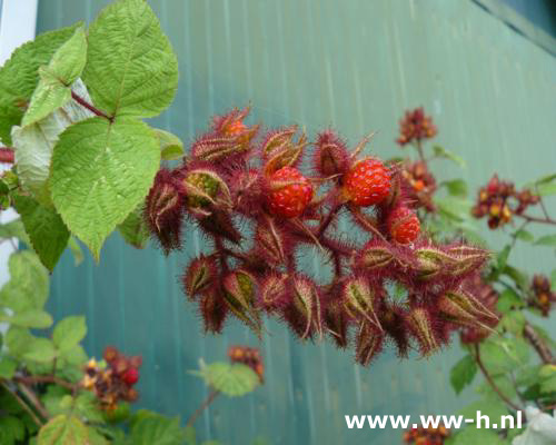 Rubus phoenicolasius - Klik op de afbeelding om het venster te sluiten