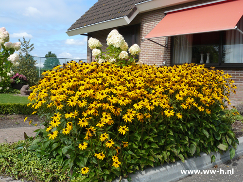 Rudbeckia fulgida - Klik op de afbeelding om het venster te sluiten