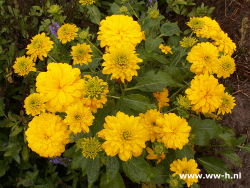 Rudbeckia laciniata