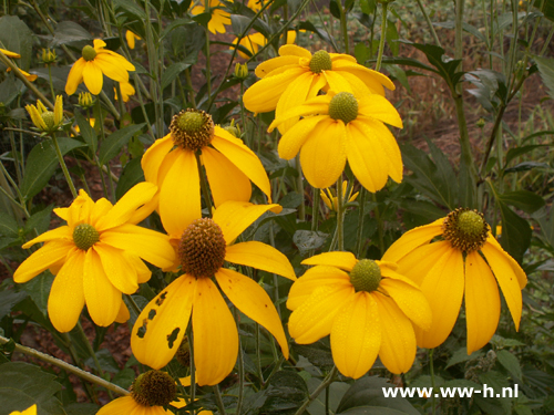 Rudbeckia nitida