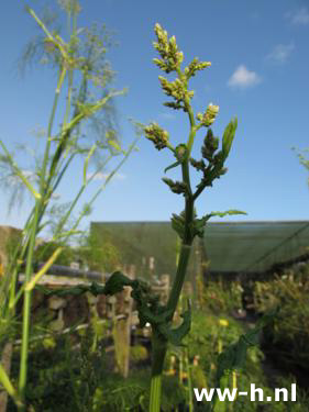 Rumex acetosa - Klik op de afbeelding om het venster te sluiten