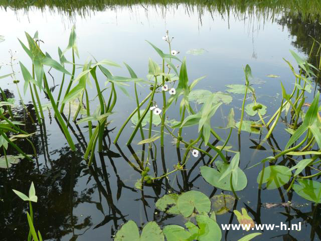 Sagittaria sagittifolia