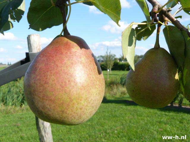 Pyrus communis 'Saint R - Klik op de afbeelding om het venster te sluiten