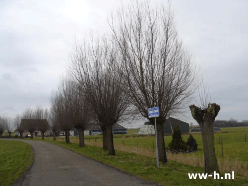 Salix alba - Klik op de afbeelding om het venster te sluiten