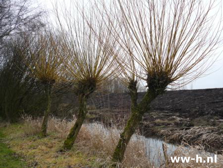 Salix alba 'Vitellina'