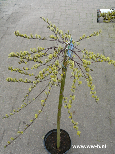 Salix repens 'Lona' lage stam v.a 2,99 ; 2 voor 5,00