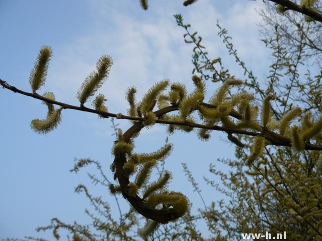 Salix udensis 'Sekka' Salix udensis 'Sekka'