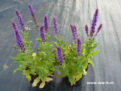 Salvia Salie 3,99 2 literpot