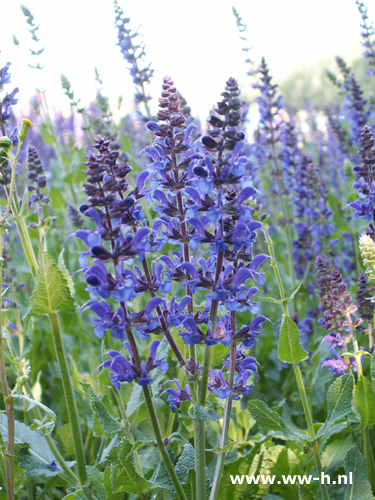 Salvia nemorosa - Klik op de afbeelding om het venster te sluiten