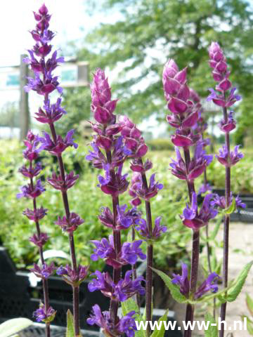 Salvia nemorosa 'Caradonna'