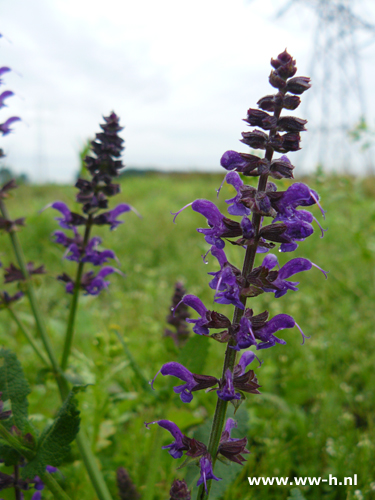 Salvia nemorosa - Klik op de afbeelding om het venster te sluiten