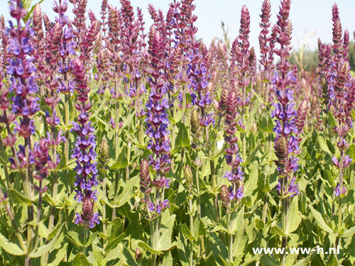 Salvia nemorosa