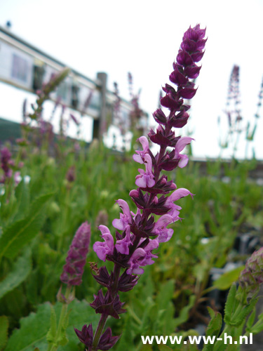 Salvia nemorosa