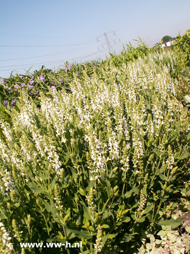 Salvia nemorosa