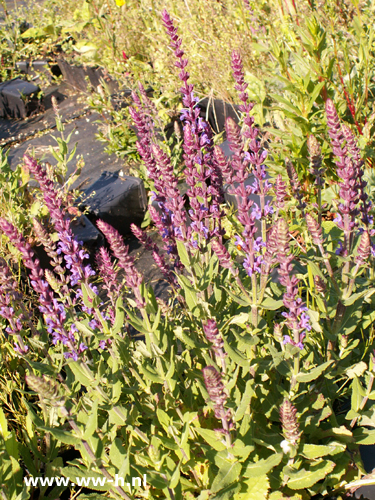 Salvia nemorosa - Klik op de afbeelding om het venster te sluiten