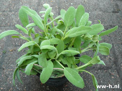 Salvia officinalis - Klik op de afbeelding om het venster te sluiten