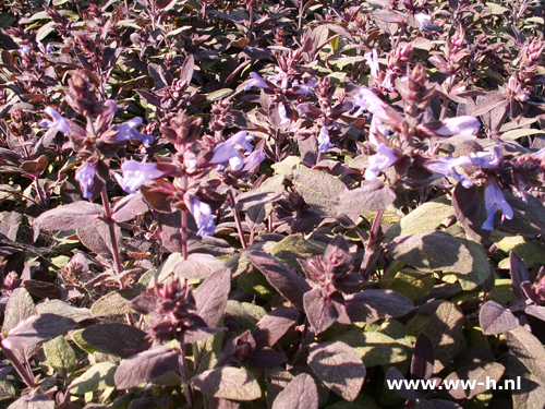 Salvia officinalis - Klik op de afbeelding om het venster te sluiten