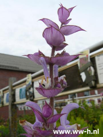 Salvia sclarea