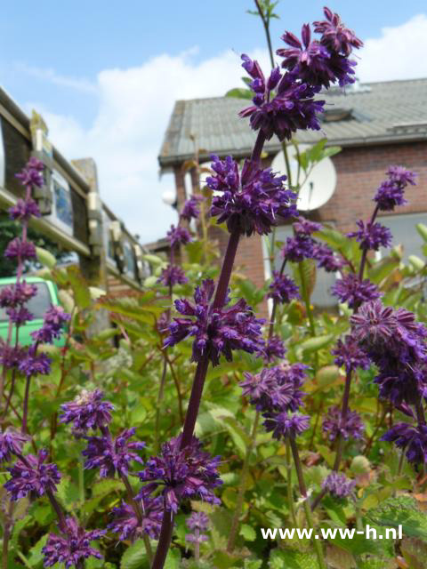 Salvia verticillata - Klik op de afbeelding om het venster te sluiten