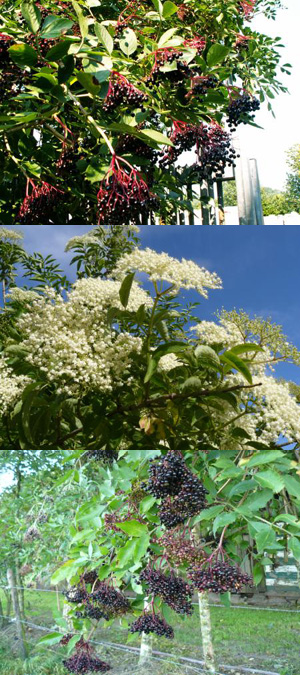 Sambucus nigra - Klik op de afbeelding om het venster te sluiten