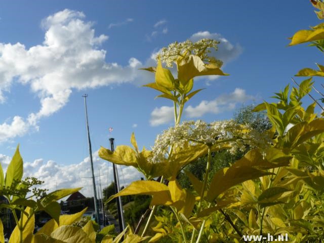 Sambucus nigra 'Aurea'