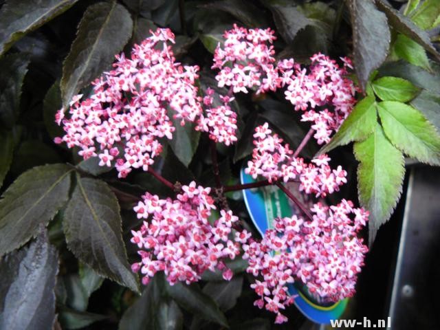 Sambucus nigra 'Black Beauty'