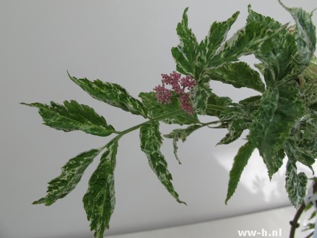 Sambucus nigra 'Pulverulenta'