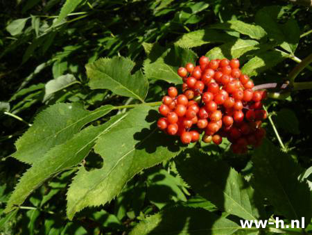 Sambucus racemosa - Klik op de afbeelding om het venster te sluiten