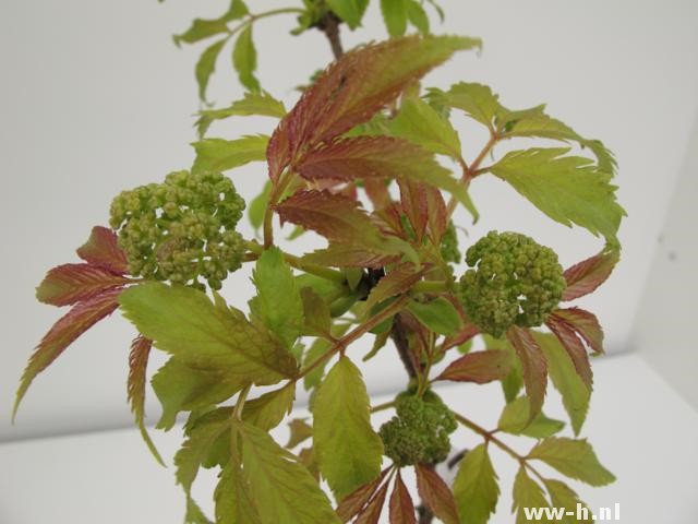 Sambucus racemosa 'Plumosa Aurea'