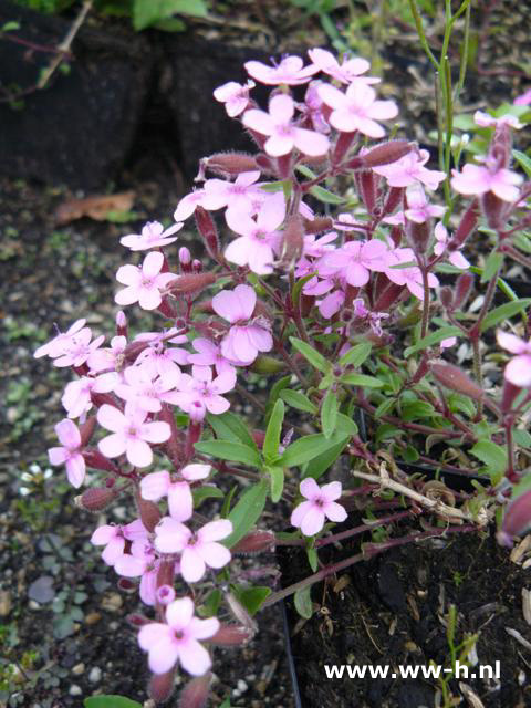 Saponaria ocymoides