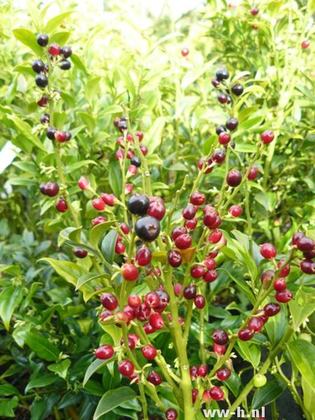 Sarcococca confusa Sarcococca confusa