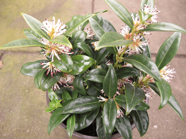 Sarcococca hookeriana var. humilis v.a. 4,99