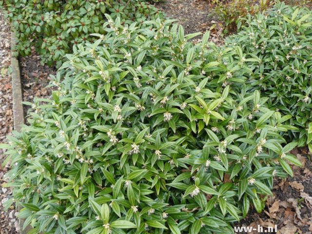 Sarcococca hookeriana var. humilis