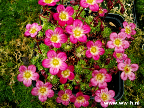 Saxifraga 'Peter Pan'