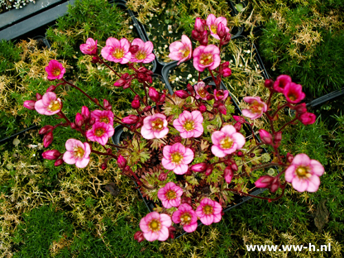 Saxifraga 'Rosea' - Klik op de afbeelding om het venster te sluiten