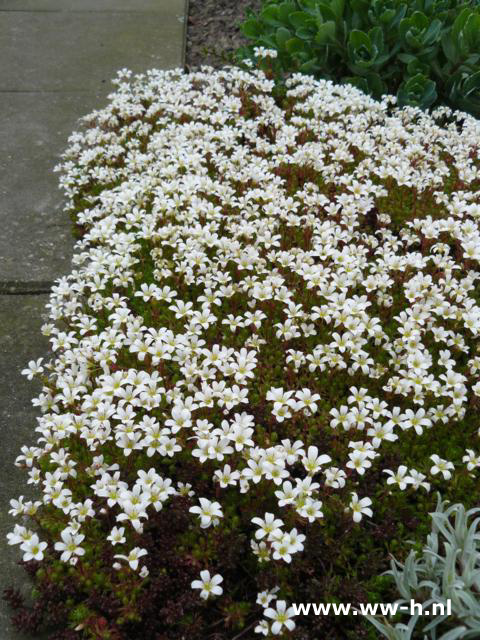 Saxifraga 'Sternbergii' - Klik op de afbeelding om het venster te sluiten