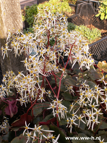 Saxifraga cortisifolia 'Rubrifolia' - Klik op de afbeelding om het venster te sluiten