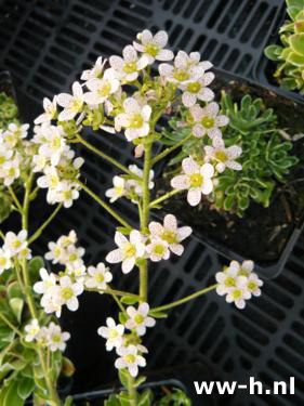 Saxifraga cotyledon pyramidalis - Klik op de afbeelding om het venster te sluiten