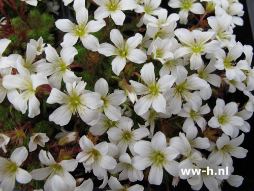 Saxifraga hypnoides - Klik op de afbeelding om het venster te sluiten