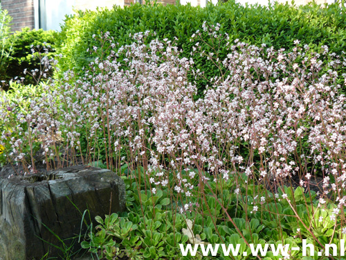 Saxifraga urbium - Klik op de afbeelding om het venster te sluiten