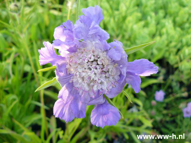 Scabiosa caucasica - Klik op de afbeelding om het venster te sluiten