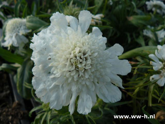 Scabiosa caucasica - Klik op de afbeelding om het venster te sluiten