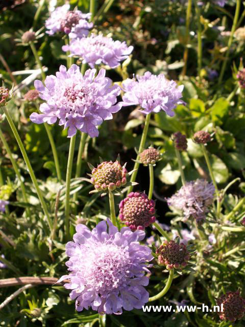 Scabiosa japonica var. alpina - Klik op de afbeelding om het venster te sluiten