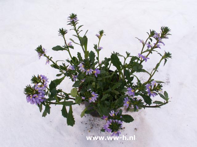 Scaevola aemula blauw