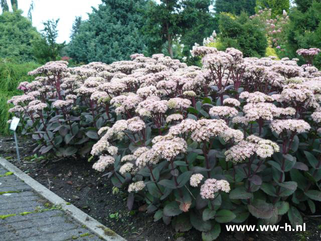 Sedum