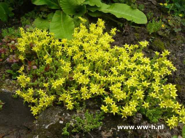 Sedum acre 'Yellow Queen' - Klik op de afbeelding om het venster te sluiten