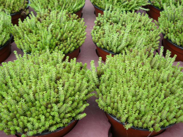 Sedum acre 'Yellow Queen'