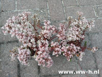 Sedum album 'Murale'