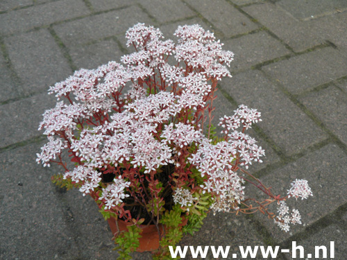 Sedum album 'Coral Carpet'