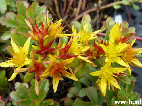 Sedum floriferum 'Weihenstephaner Gold'